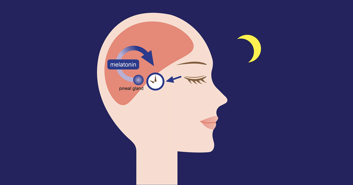 the role of sleep